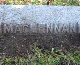 MacLennan Graves at Pottsville Odd Fellows Cemetery